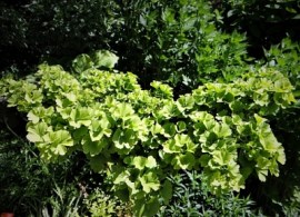 ginkgo biloba troll